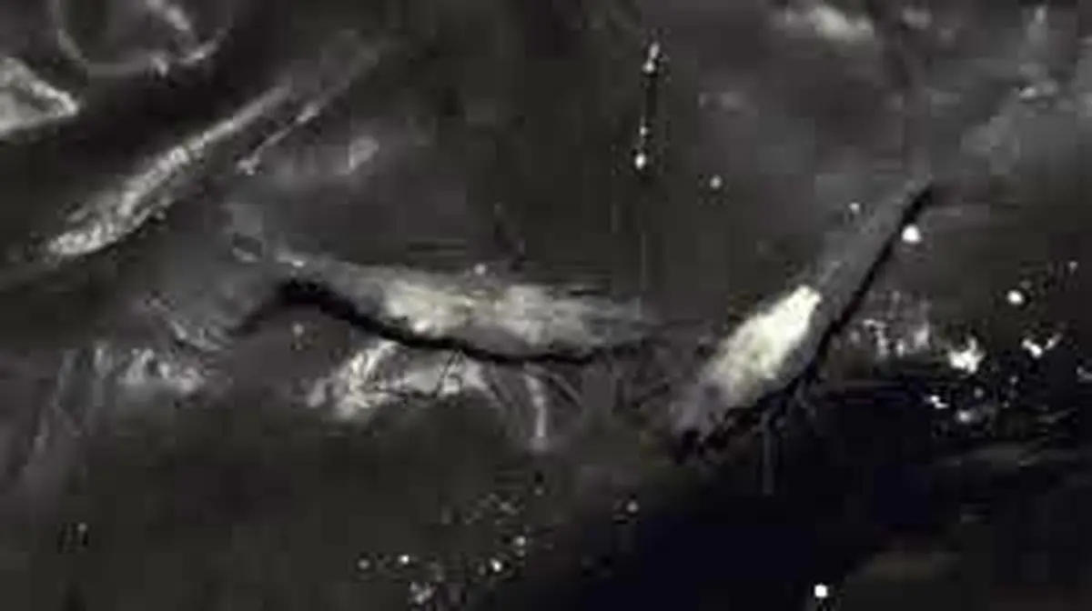 کشف اولین میگوی غارزی ایران در چشمه‌های سولفیدی خوزستان