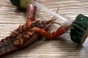  تصاویری باورنکردنی از یک خرچنگ در حال وزنه برداری/ ویدئو