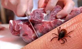 توصیه های وزارت بهداشت برای پیشگیری از تب کریمه کنگو