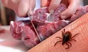 توصیه های وزارت بهداشت برای پیشگیری از تب کریمه کنگو