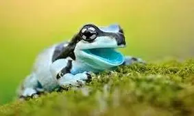 زیباترین قورباغه در آمازون/ ویدئو