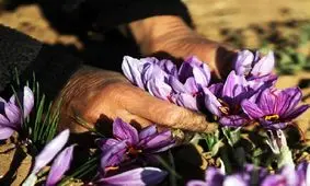 حداقل و حداکثر قیمت زعفران اعلام شد

