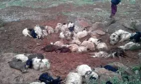 ۵۰ راس دام براثر رعد و برق در دیواندره تلف شدند