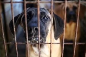 تصویب قانون ممنوعیت تجارت گوشت سگ در کره جنوبی و نه خوردن آن!