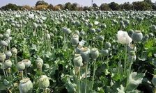 آزادی کشت خشخاش برای مصارف دارویی/ بازگشت به سیاست قبل از خرداد 59
