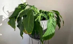 رایج‌ترین مشکل گیاهان آپارتمانی | وقتی گیاهان شوکه می‌شوند چه کنیم؟