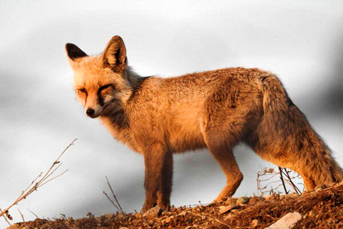 شکار چهار قلاده روباه و فرصت ۴ روزه برای معرفی شکارچی
