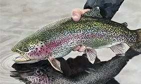 رکورد تولید ماهی قزل الا در شمال سیستان و بلوچستان