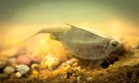 جانورانی که از عصر دایناسورها باقی مانده‌اند!