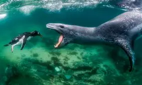 برندگان مسابقه جهانی عکاسی طبیعت