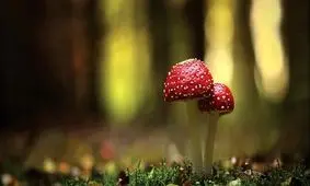 قارچ هایی که قرار است زمین را نجات دهند و بیماران روحی را درمان کنند!