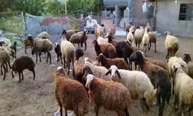 قیمت دام زنده برای عید قربان اعلام شد