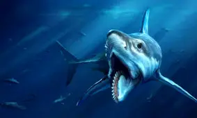 کوسه های فلوریدا کوکایینی شده اند!