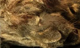 توله‌ شیری که 28 هزار سال به انتظار مادرش در غار نشست/ عکس 