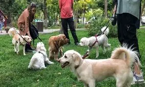حمله سگ خانگی به 4 شهروند کاشانی