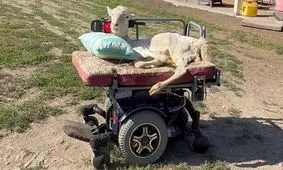 بره عاشق موسیقی با ویلچر نماد امید شد/ ویدئو