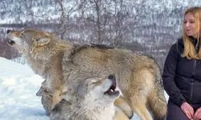 دوستی عجیب یک زن با گرگ‌ها/ ویدئو