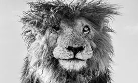 (تصاویر) پرتره‌های نفس‌گیر از وحشی‌ترین شکارچیان آفریقا