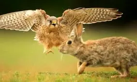 تصویری حیرت انگیز از لحظه حمله شاهین به سمت خرگوش