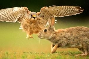 تصویری حیرت انگیز از لحظه حمله شاهین به سمت خرگوش