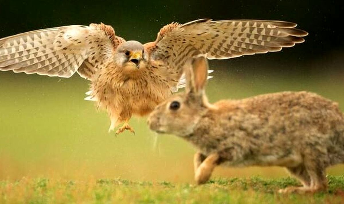 تصویری حیرت انگیز از لحظه حمله شاهین به سمت خرگوش