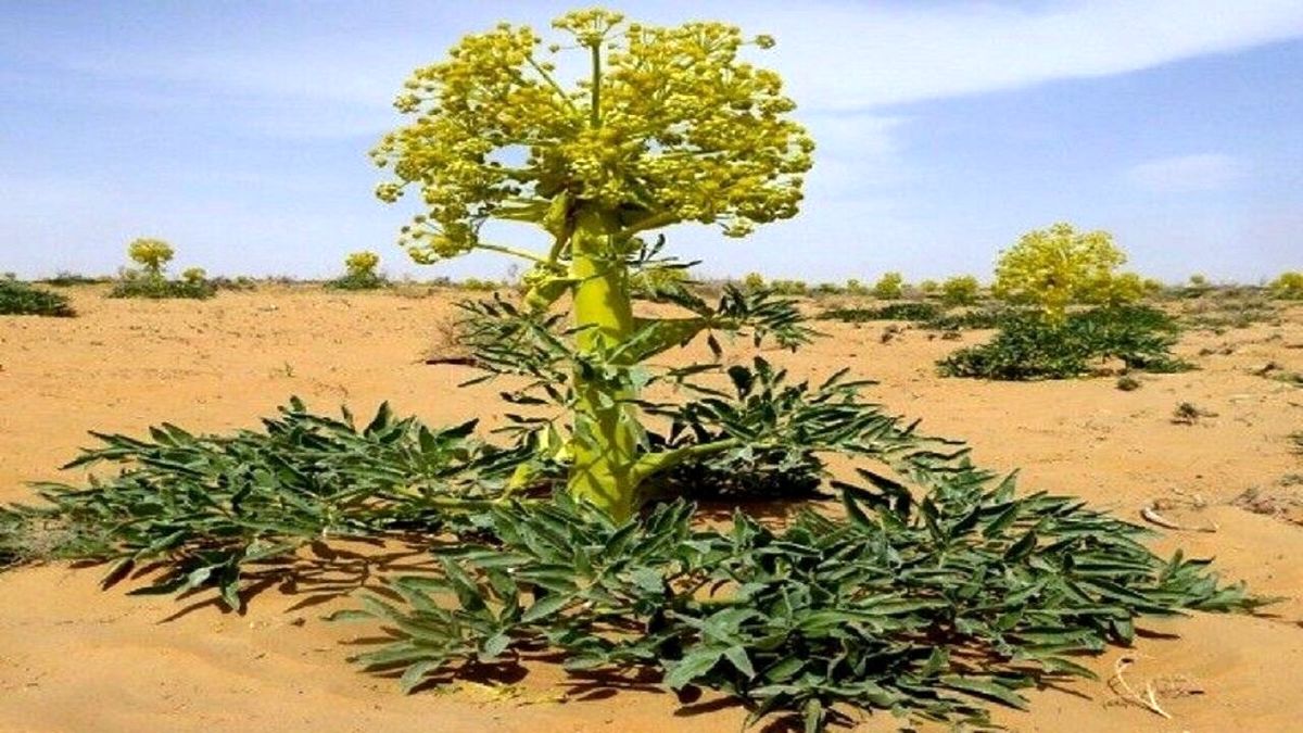 با برداشت کنندگان غیر مجاز آنغوزه، برخورد قانونی می شود