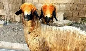 گوسفند لری بختیاری؛ یک نژاد مهم ایرانی که جثه بزرگی دارد/ تصاویر