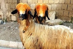 گوسفند لری بختیاری؛ یک نژاد مهم ایرانی که جثه بزرگی دارد/ تصاویر