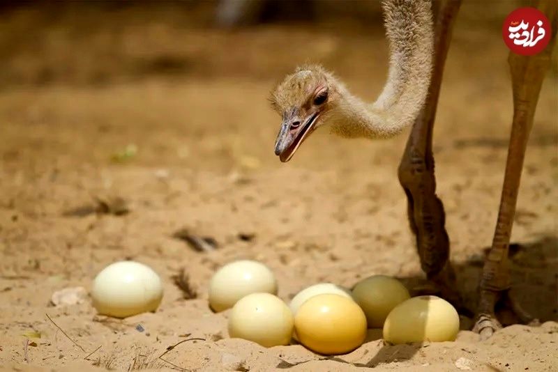 ۱۰ مورد از شگفت‌انگیزترین تخم‌های حیوانات (+عکس)