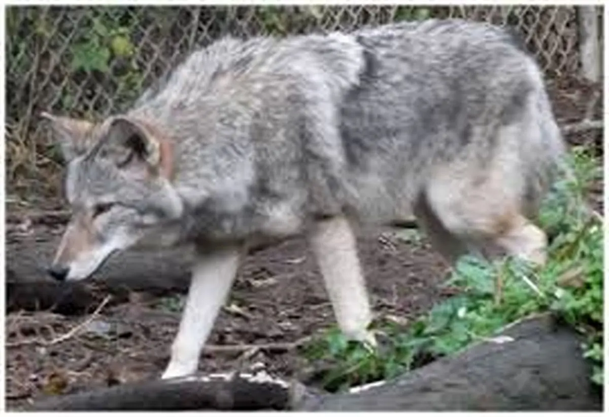 حمله گرگ به یک دانشجو در دانشگاه زنجان/ ویدئو