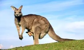 شاید باور نکنید اما کانگوروها 3 واژن دارند