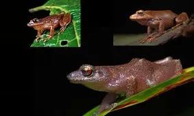 کشف 3 گونه جدید از قورباغه‌ها در کوه‌های دورافتاده پرو/ تصاویر

