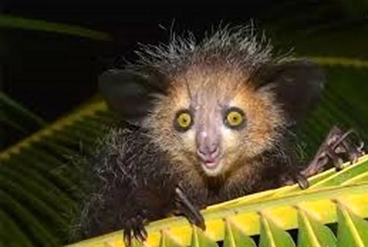 «بدقیافه‌ترین» حیوانات جهان را بشناسید 