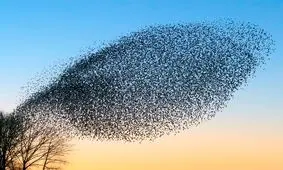 جهت‌یابی پرواز در لایه‌های نامرئی آسمان توسط حیوانات پرنده

