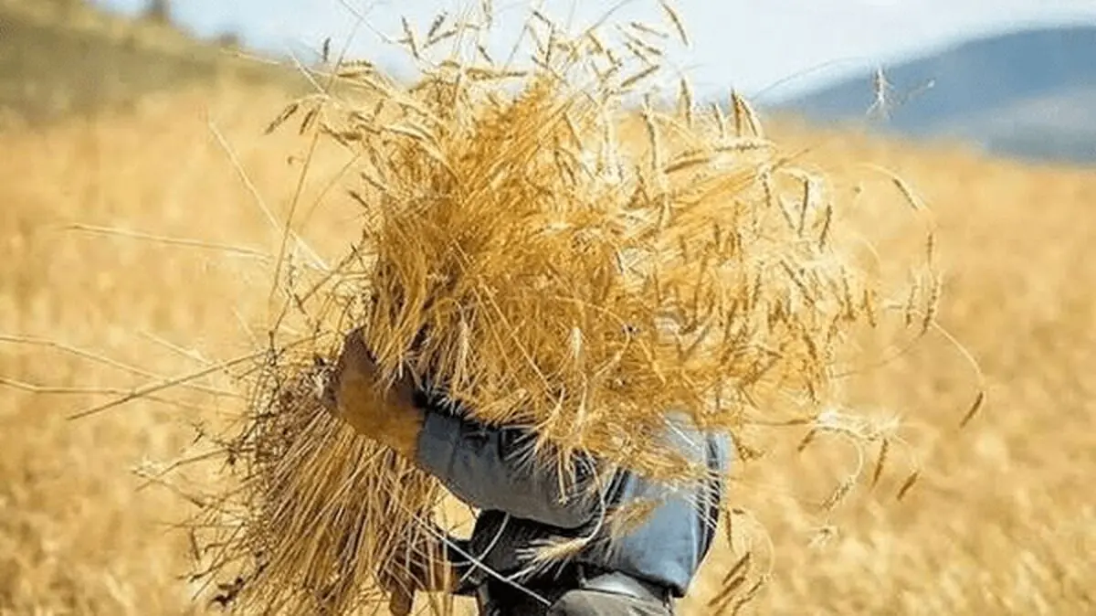 آغاز پرداخت مطالبات گندم‌کاران خوزستانی | ۴۰ درصد بهای خرید به حساب کشاورزان واریز شد