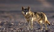 حیوانات وحشی در تهران؛ روباه و شغال و گرگ در پایتخت چه می کنند؟/ این سگ های گرگ نما به انسان حمله می کنند