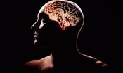 دانشمندان جزئیات بی سابقه ای از مغز انسان را به تصویر کشیدند/ تصاویر