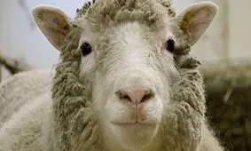 گله گوسفندان با نشان حرف Z، نماد حمایت از حمله روسیه به اوکراین، جنجالی شد!/ ویدئو

