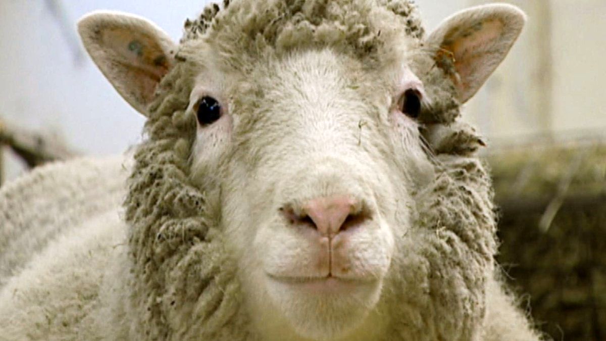 گله گوسفندان با نشان حرف Z، نماد حمایت از حمله روسیه به اوکراین، جنجالی شد!/ ویدئو