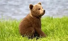 واکنش محیط زیست به خبر گم شد دومین توله خرس از پارک پردیسان