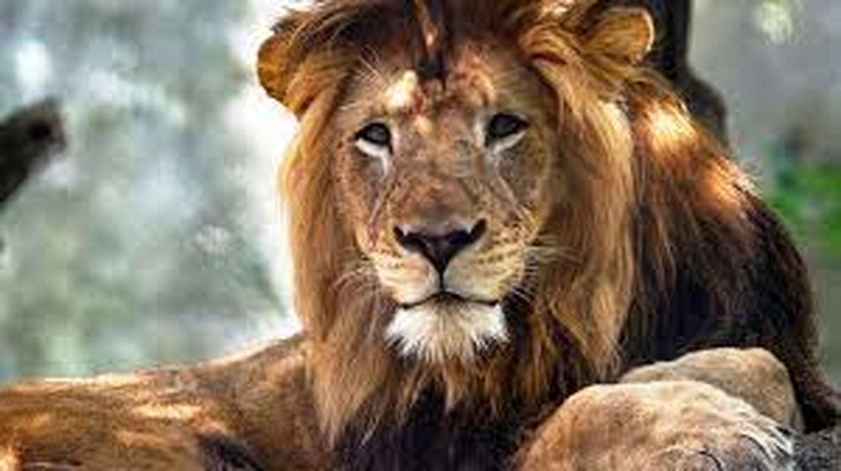 تلاش نگهبان باغ وحش برای رهایی انگشتانش از دهان یک شیر/ ویدئو
