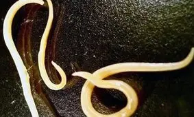 بیدار شدن کرم‌ های ۴۶ هزار ساله در سیبری