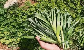 سیرموک چیست؟ چه غذاهایی می شود با آن درست کرد؟