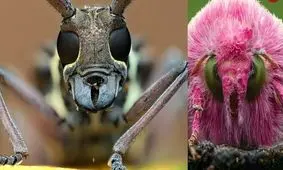 عکاس آفریقایی که «چهره‌های پنهان حشرات» را کشف می‌کند 