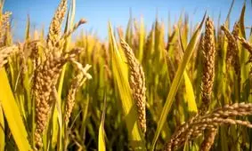 آیا ورود فناوری برنج هیبریدی از چین «انقلاب تولید برنج» را در ایران به همراه دارد؟