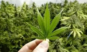 آلمان، مصرف حشیش و ماری جوانا را آزاد کرد