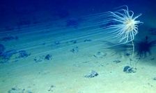 کشف عجیب محققان: «اکسیژن تاریک» که در عمق 4000 متری اقیانوس‌ تولید می‌شود