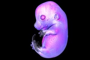 برندگان مسابقه عکاسی میکروسکوپی، از جنین موش تا عصب بینایی یک جونده