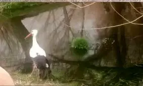 پرواز دوباره لک‌لک سفیدِ آسیب‌دیده در آسمان دهگلان
