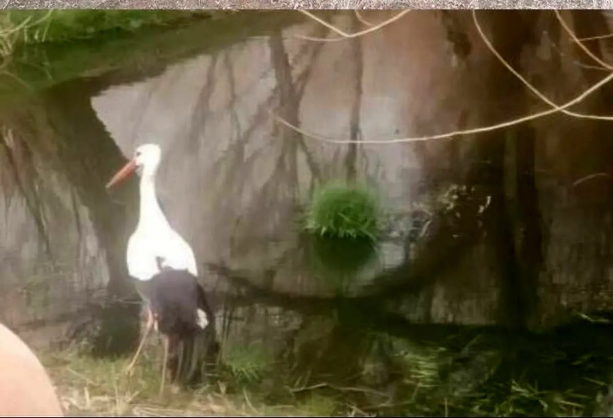 پرواز دوباره لک‌لک سفیدِ آسیب‌دیده در آسمان دهگلان
